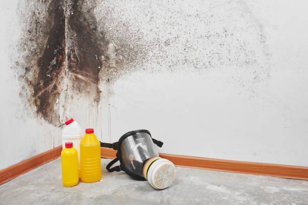 Best Best Mold Removal Companies  in Orting, WA