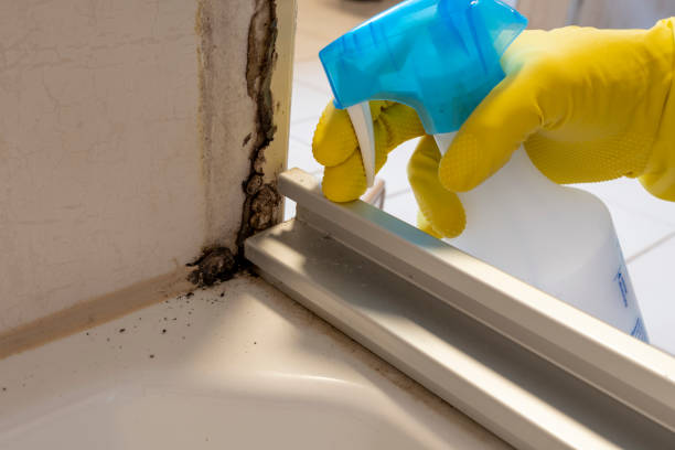 Home Mold Removal in Orting, WA
