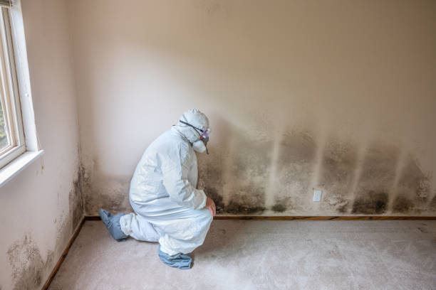 Orting, WA Mold Removal Company
