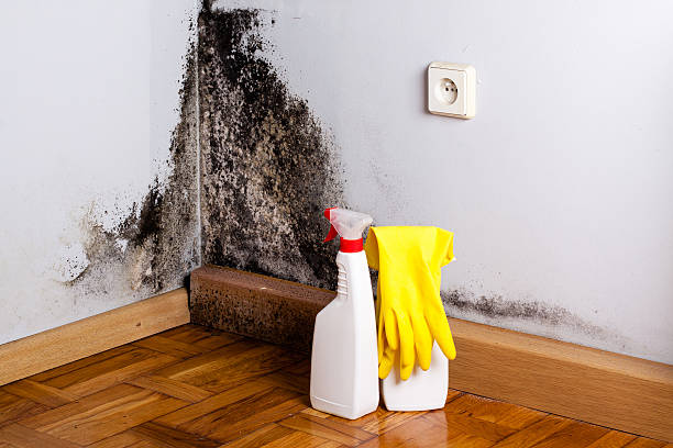 Best Certified Mold Removal  in Orting, WA